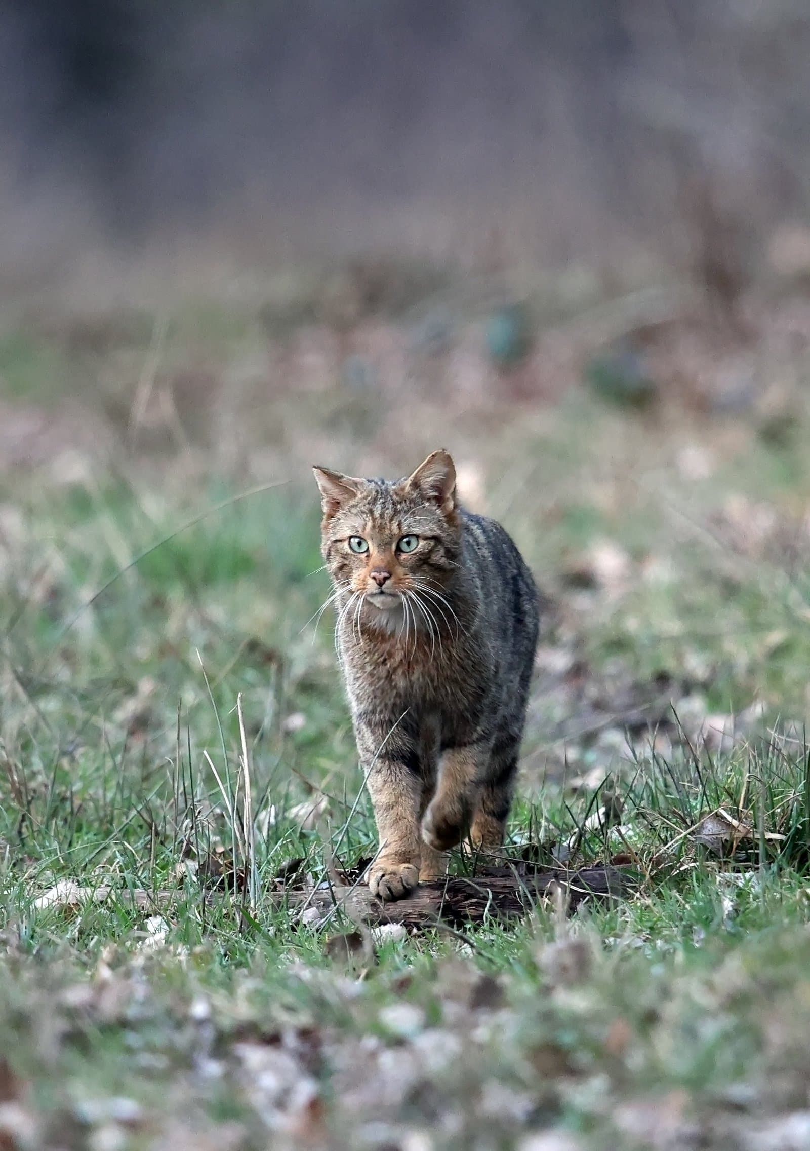 chat sauvage