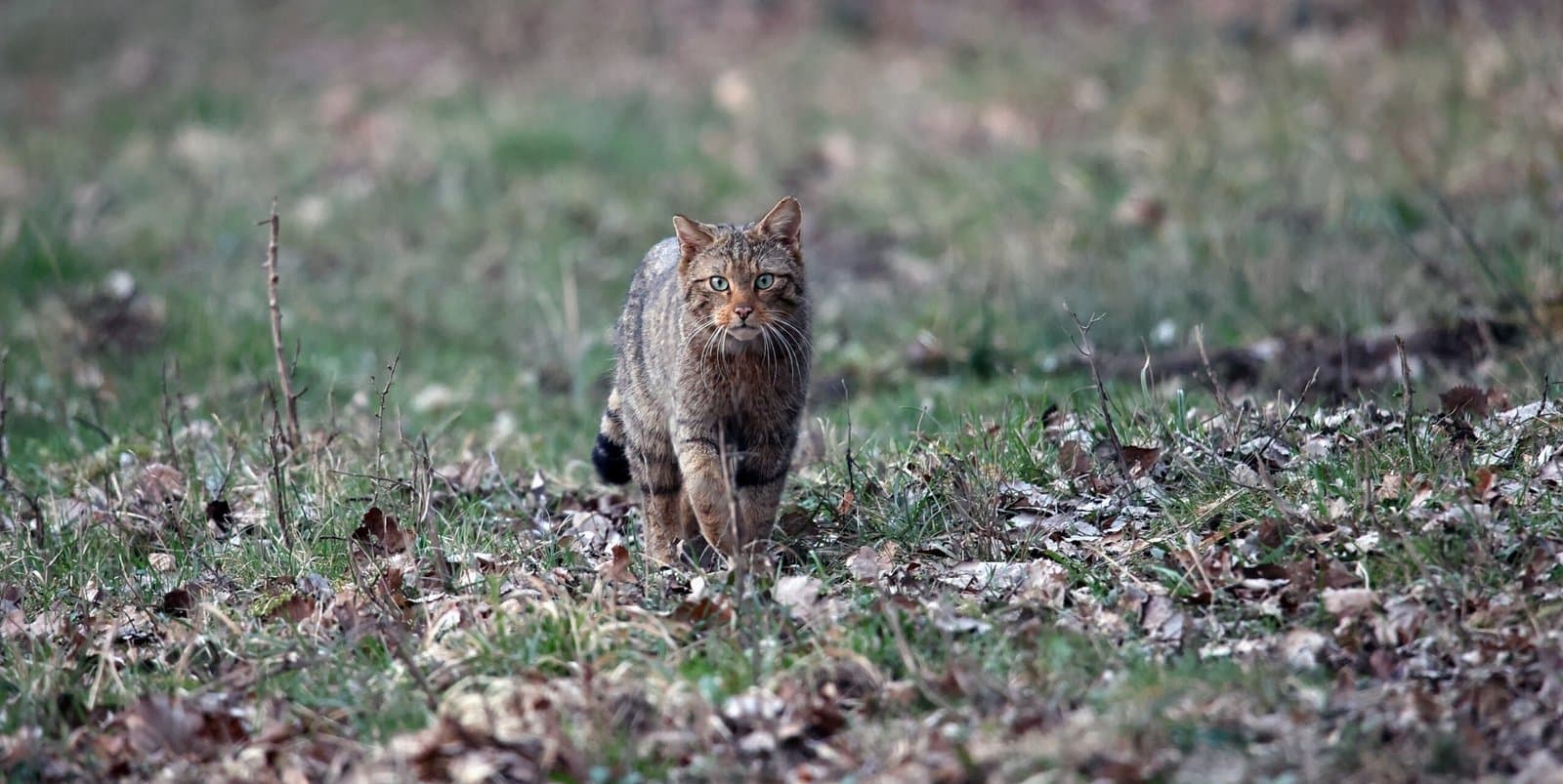chat sauvage 4