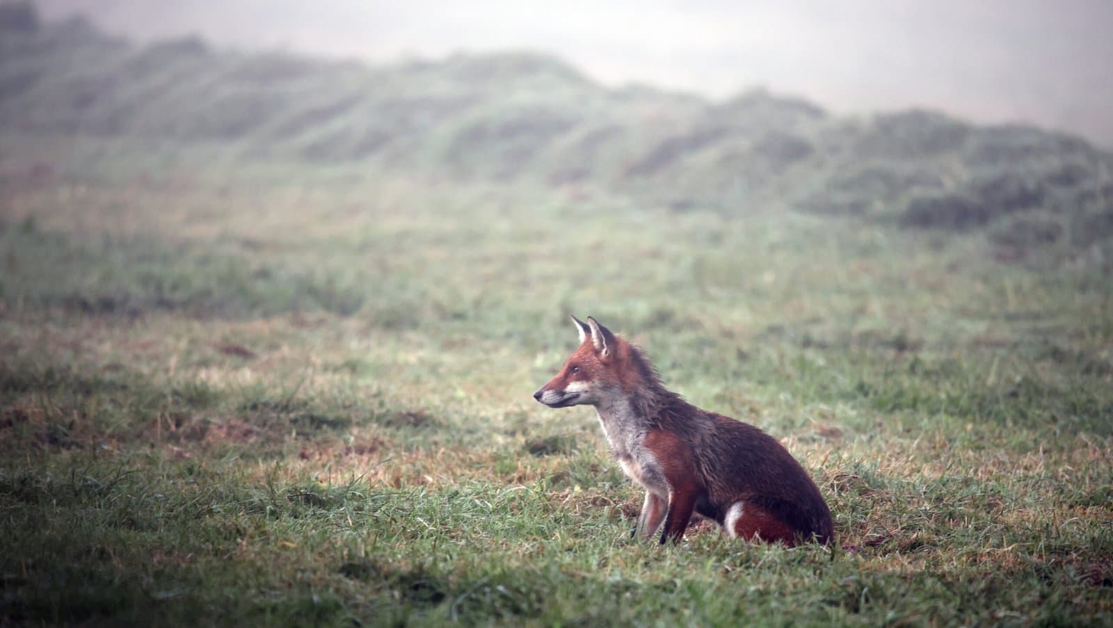 Renard