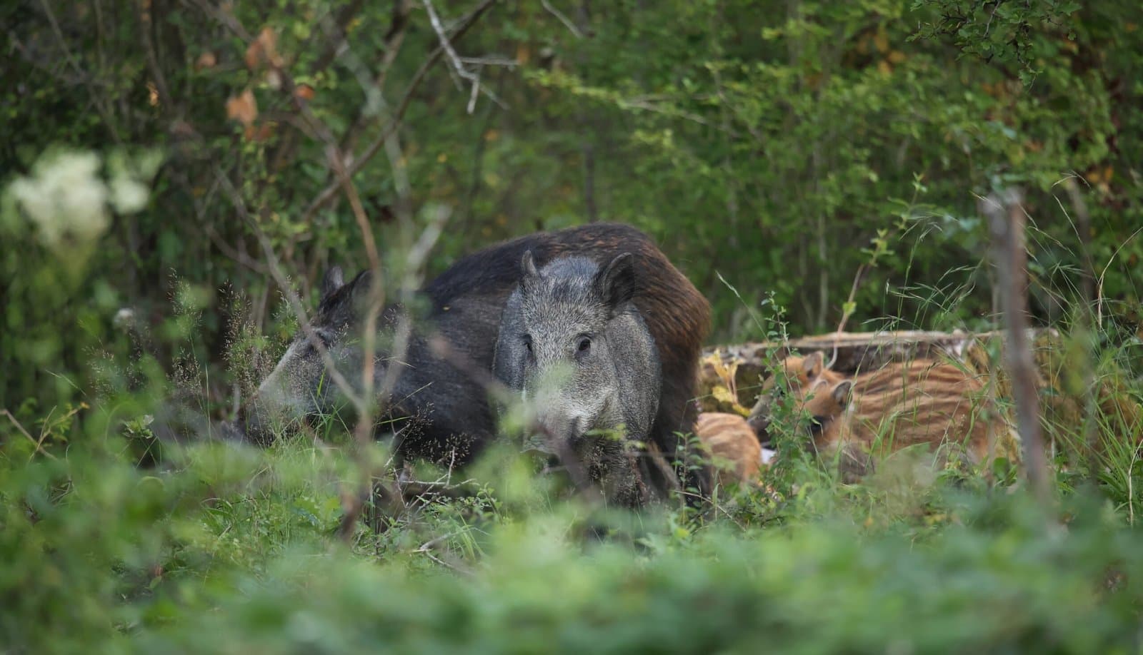 Sanglier