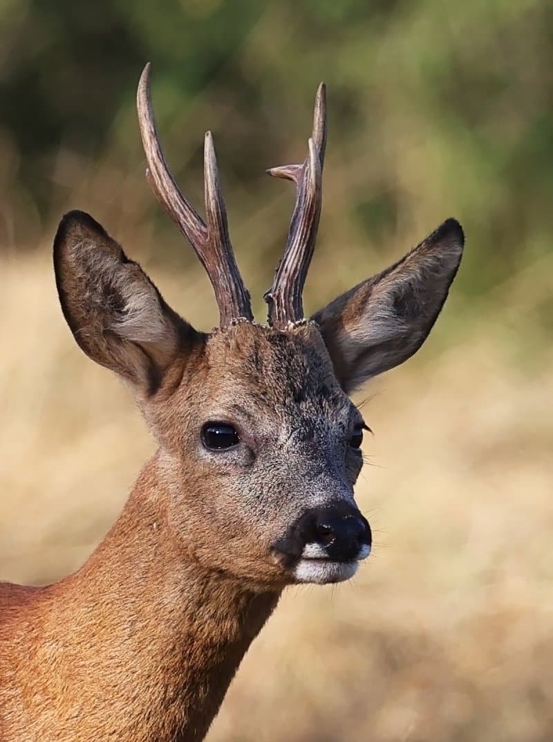 Biche