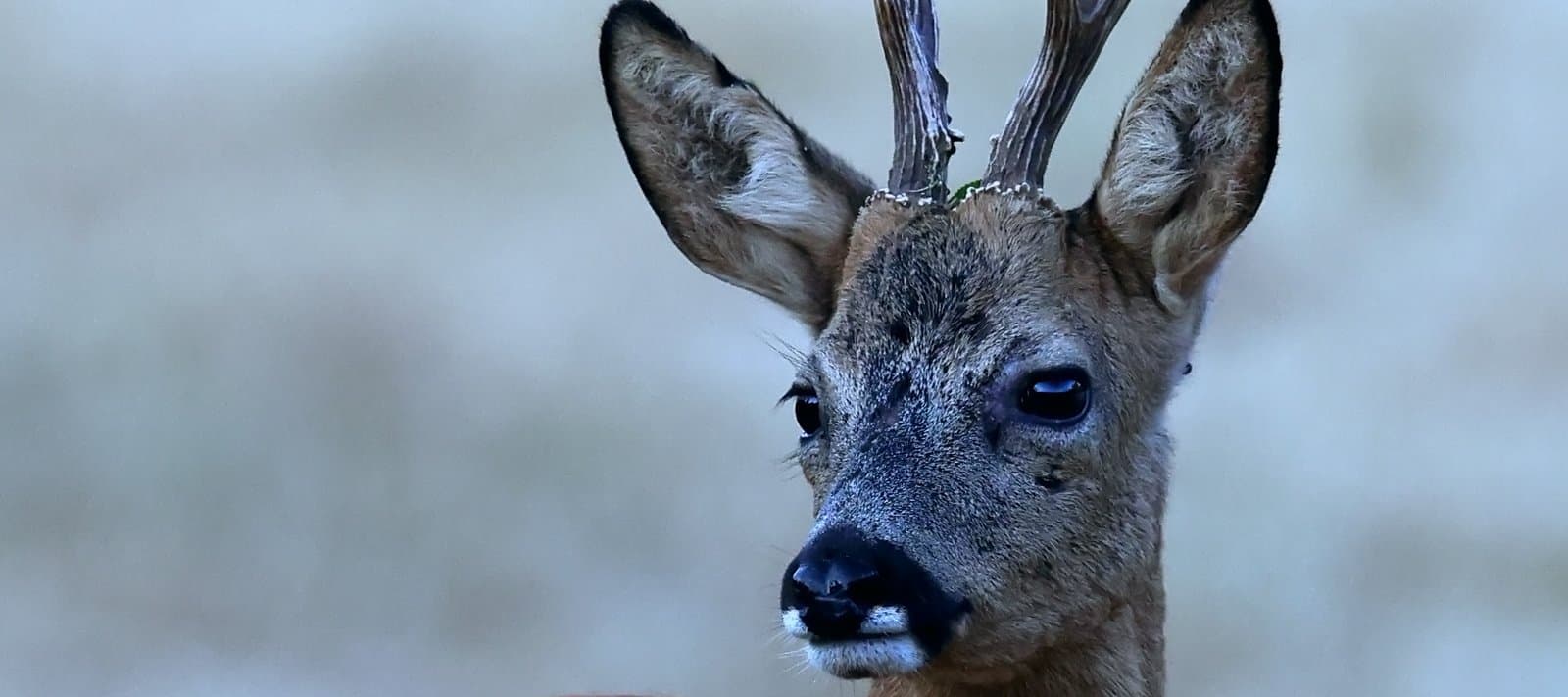 Biche 4