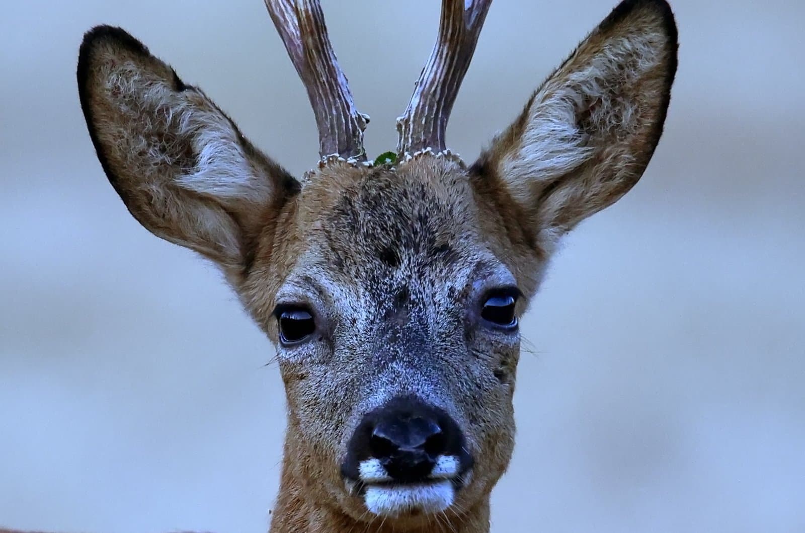 Biche 5