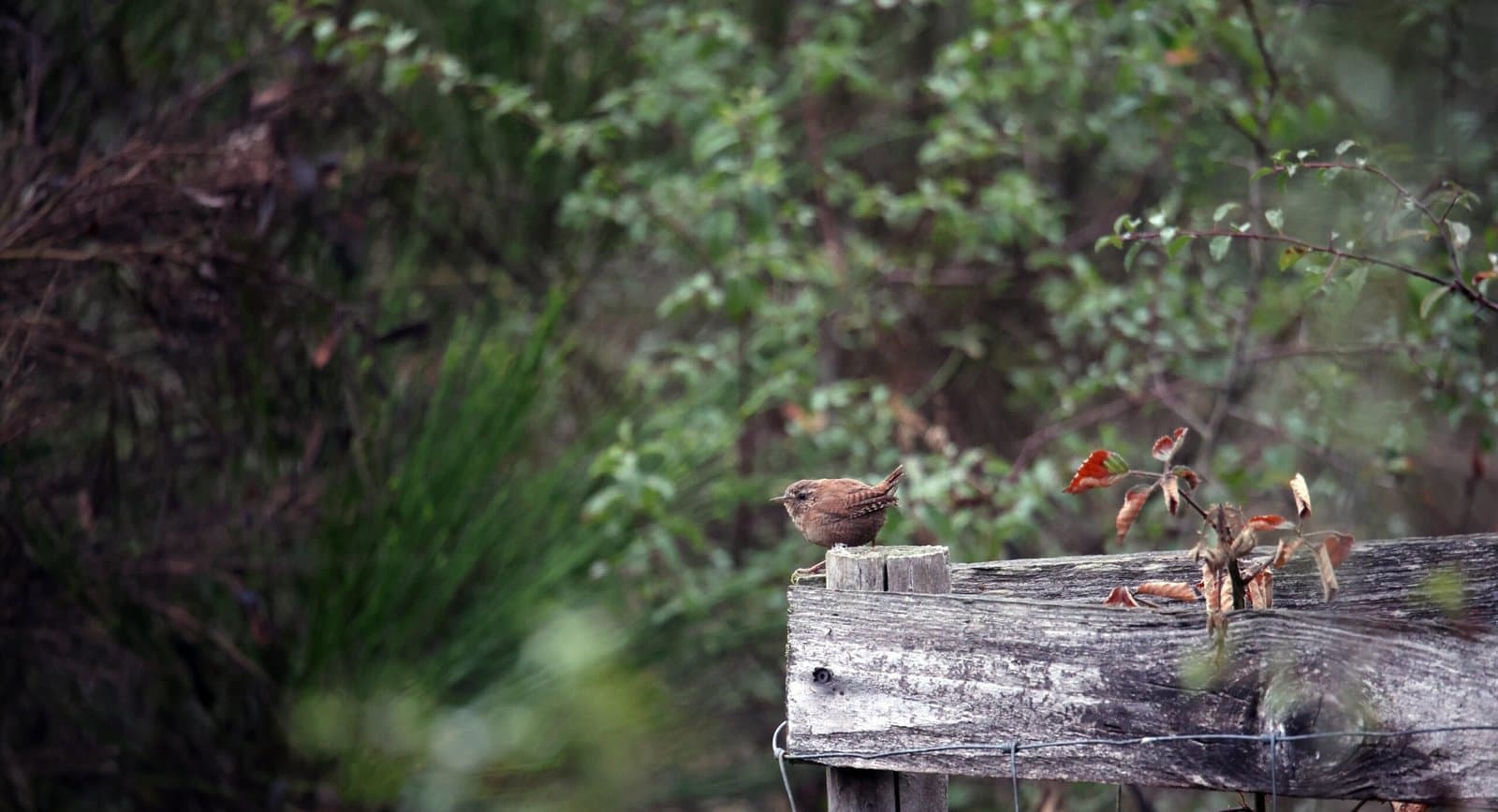 moineau