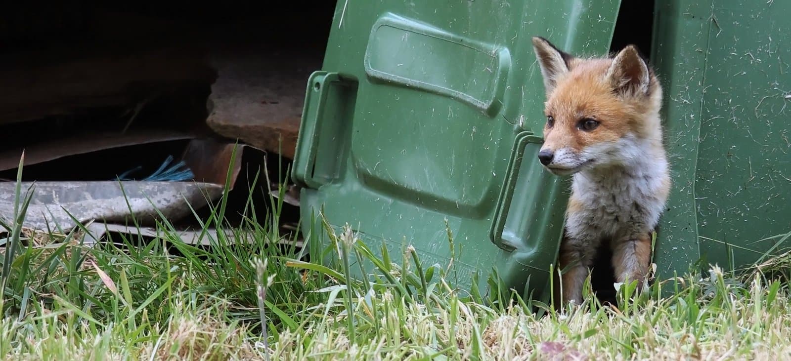 Renard poubelle