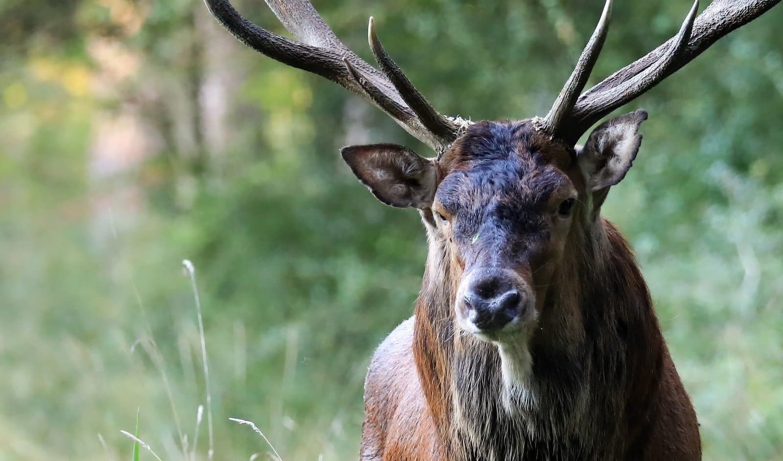 cerf face 3