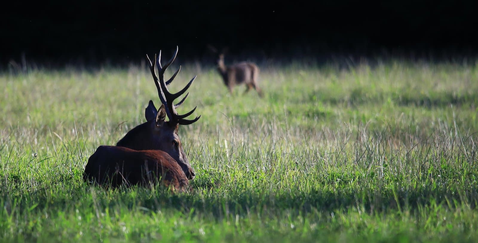 cerf repos