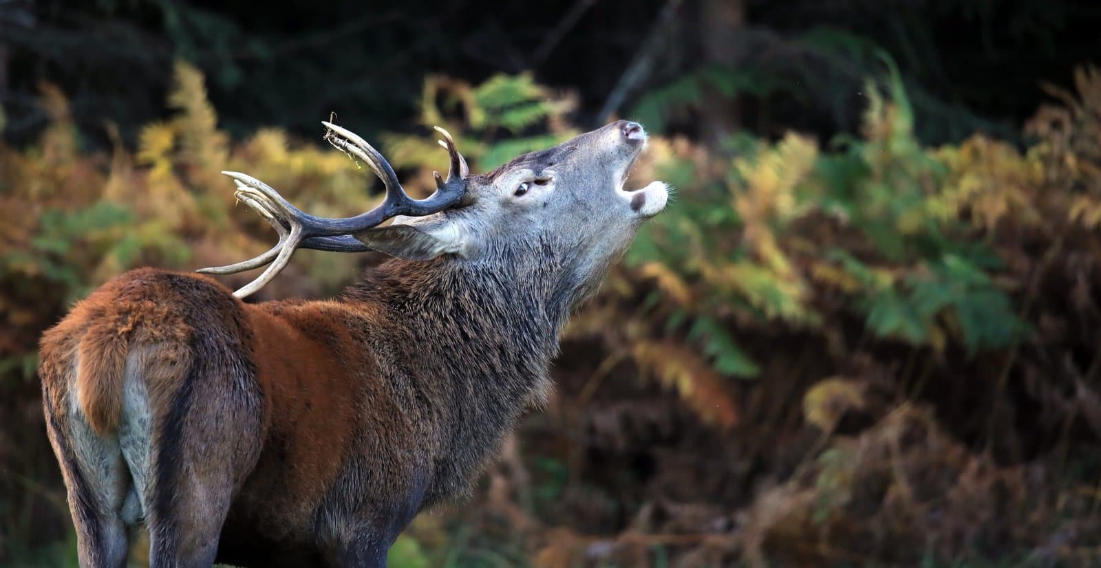 cerf brame 4
