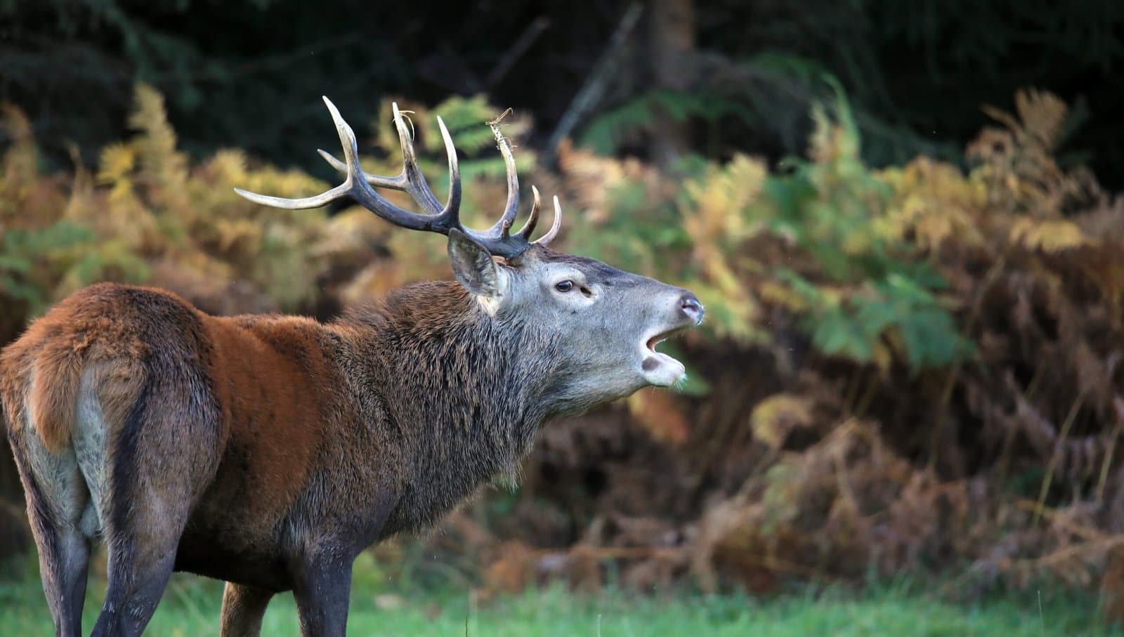 cerf brame 5