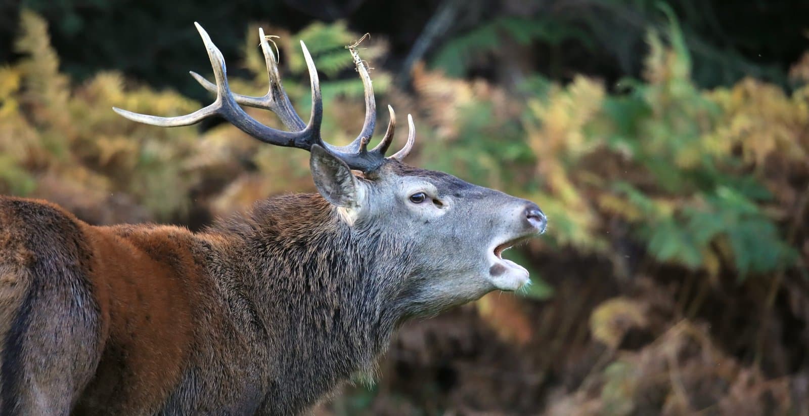 cerf brame 6