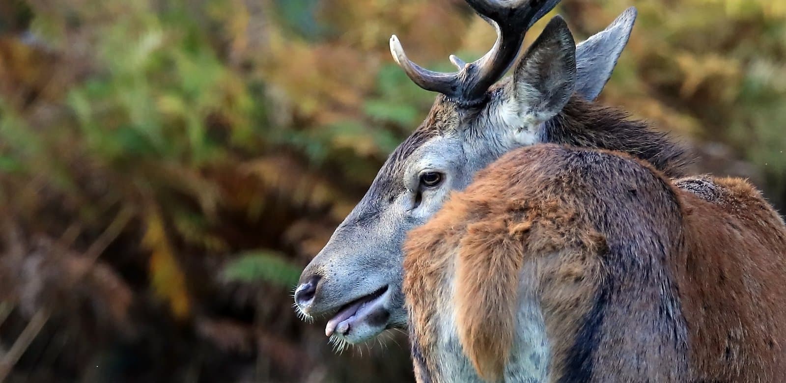 cerf de dos