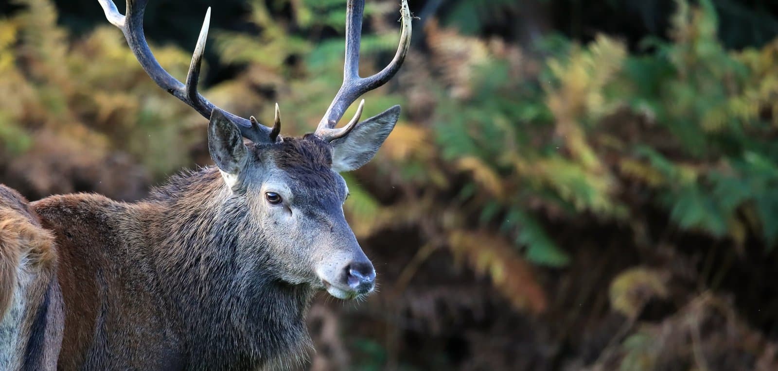 cerf 8