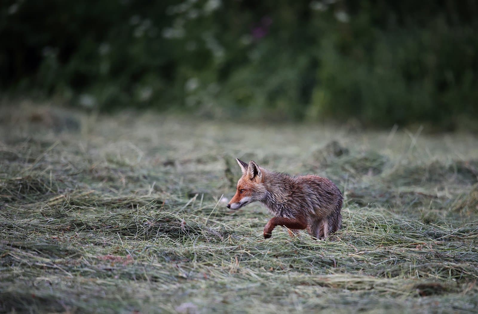 renard chasse